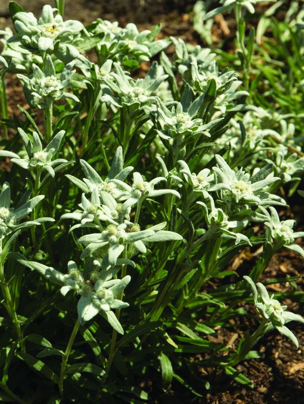 Leontopodium souliei ‘Alpina White’
