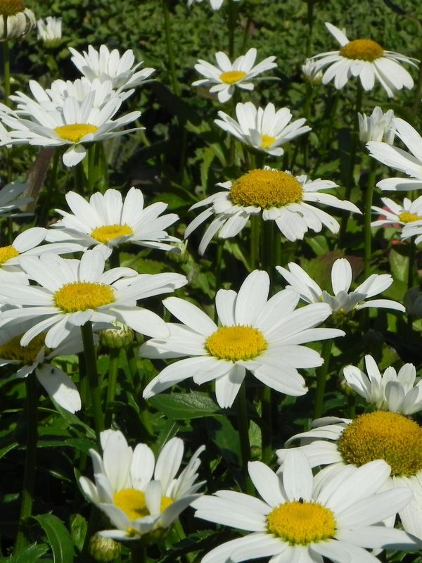 Leucanthemum maximum ‘Snow Cap’