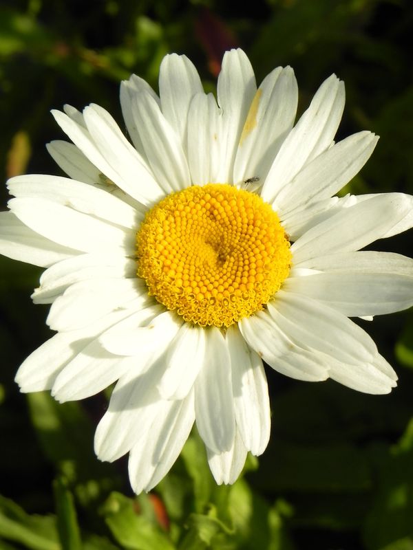 Leucanthemum maximum ‘Alaska’