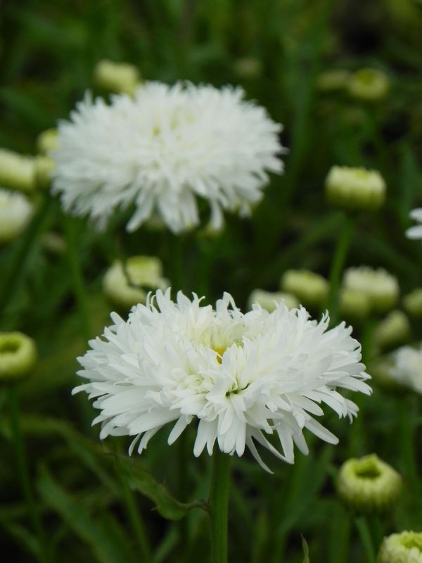 Leucanthemum maximum ‘Ooh La Laspider’