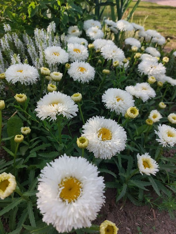 Leucanthemum maximum ‘Ooh La Laspider’