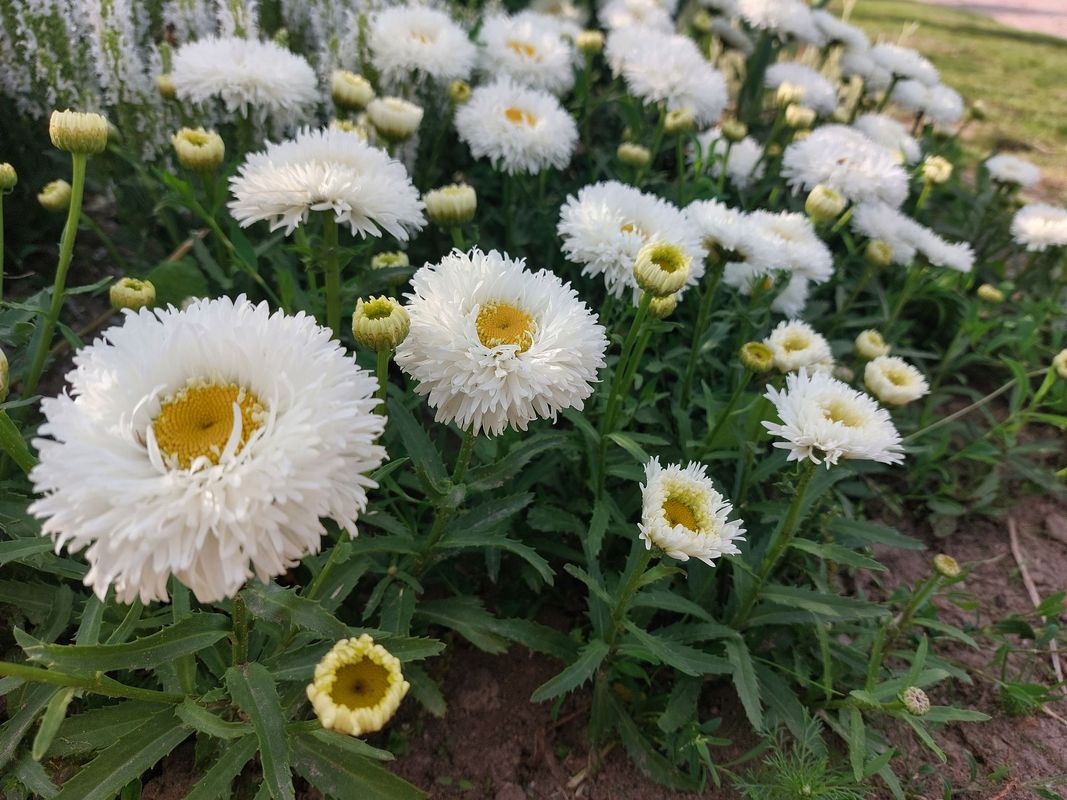 Leucanthemum maximum ‘Ooh La Laspider’