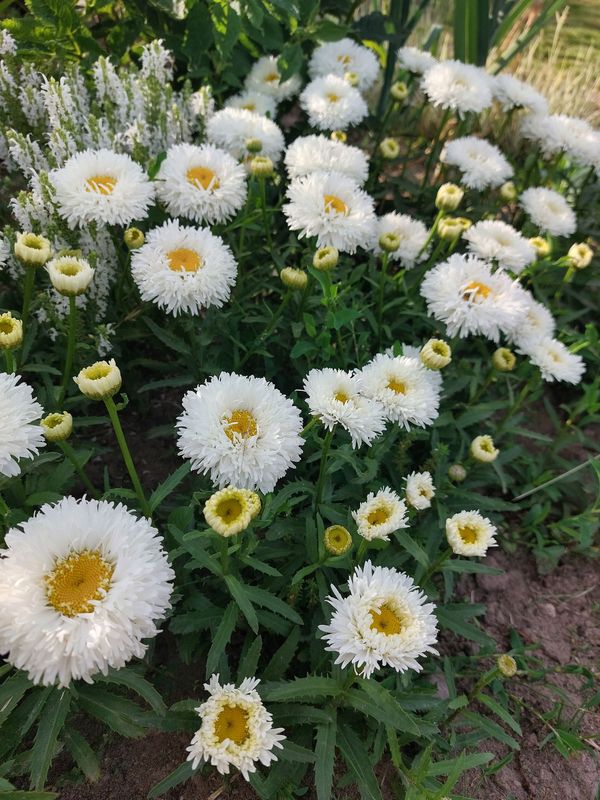 Leucanthemum maximum ‘Ooh La Laspider’