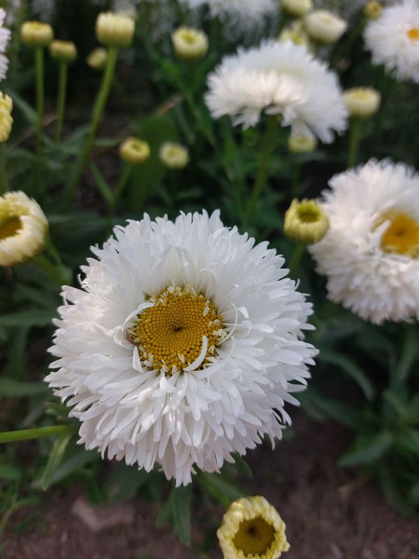 Leucanthemum maximum ‘Ooh La Laspider’