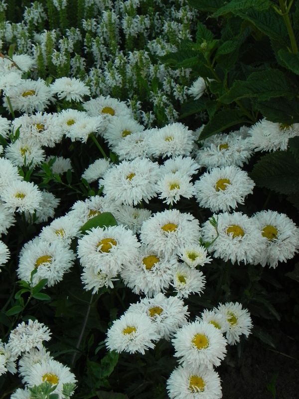 Leucanthemum maximum ‘Ooh La Laspider’