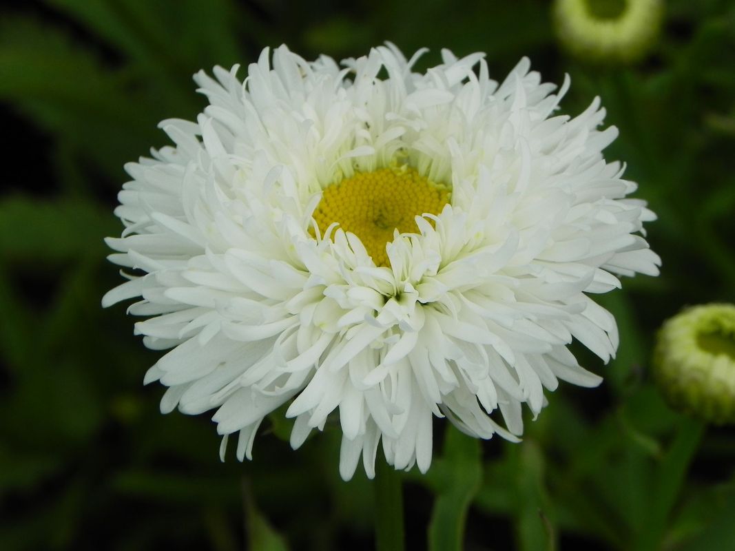 Leucanthemum maximum ‘Ooh La Laspider’