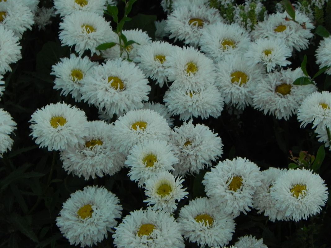 Leucanthemum maximum ‘Ooh La Laspider’