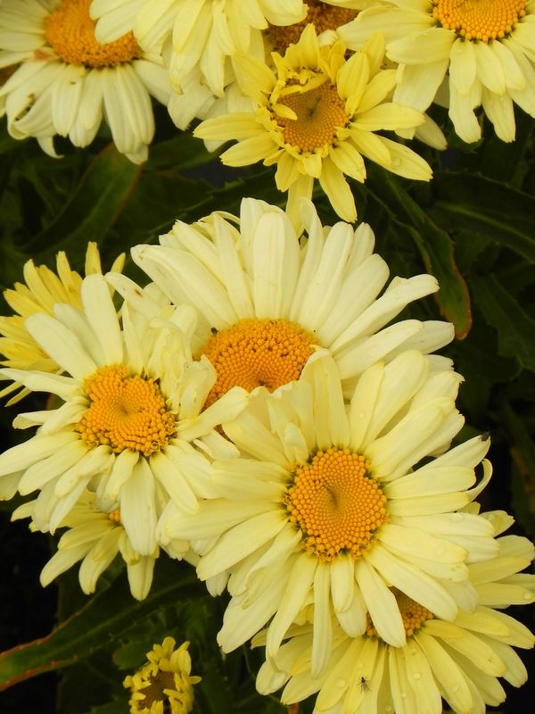 Leucanthemum maximum ‘Banana Cream’