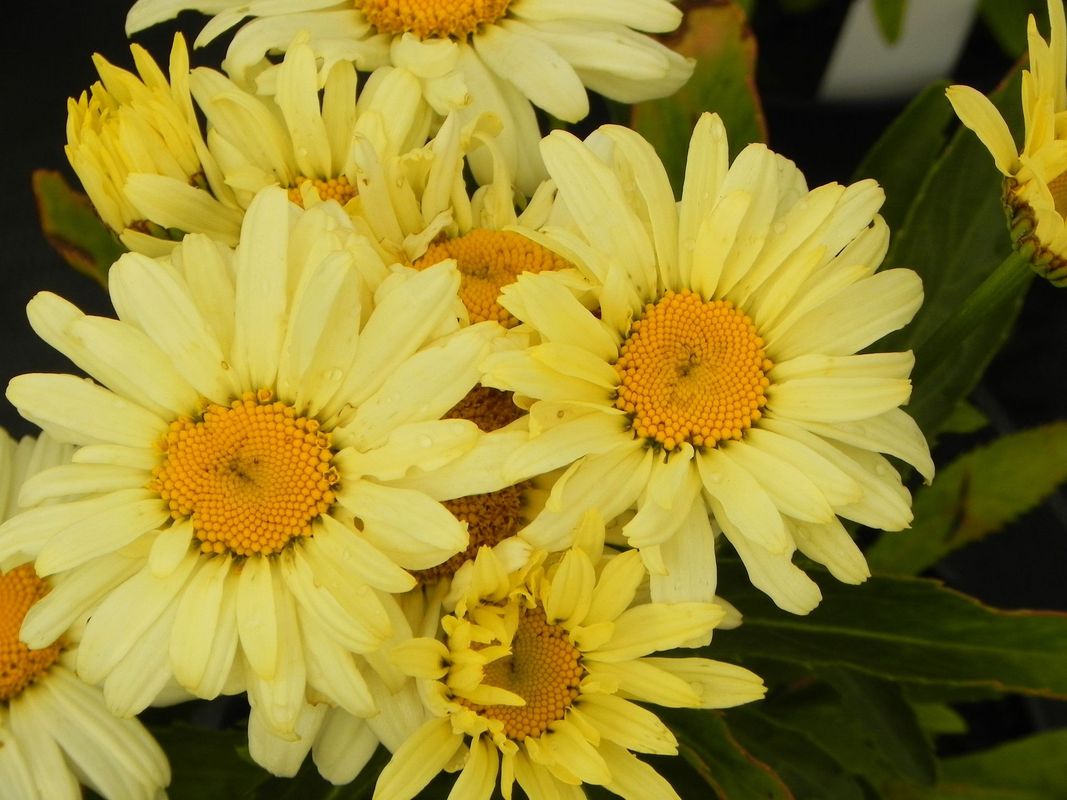 Leucanthemum maximum ‘Banana Cream’