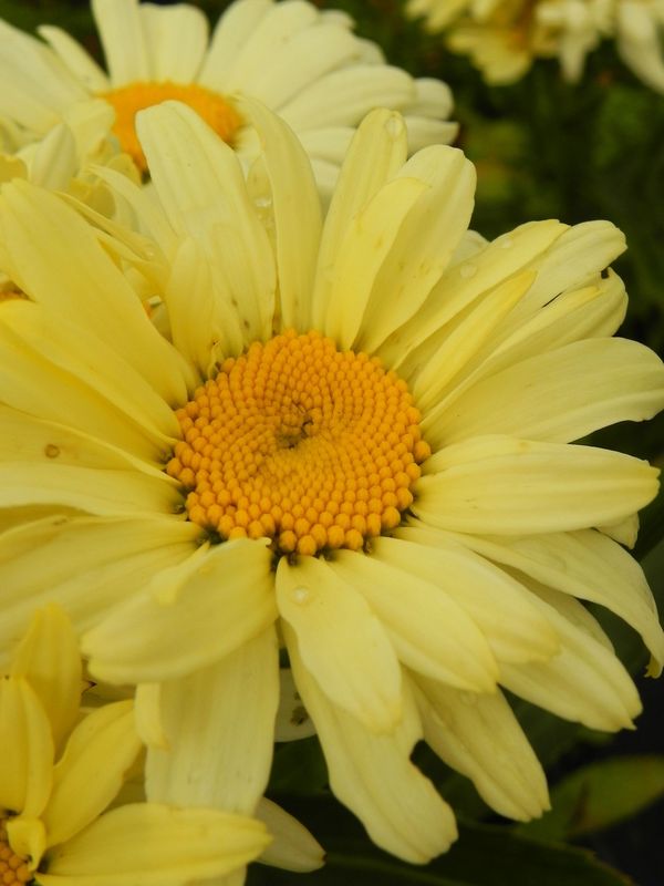Leucanthemum maximum ‘Banana Cream’