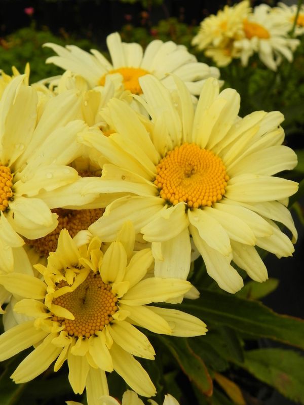 Leucanthemum maximum ‘Banana Cream’