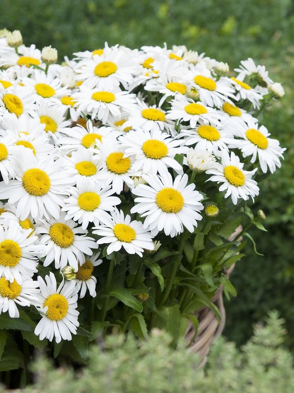 Leucanthemum maximum ‘Ooh La™ Lagrande’