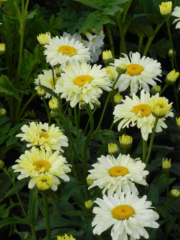 Leucanthemum maximum ‘Banana Cream Yellow Impr.’