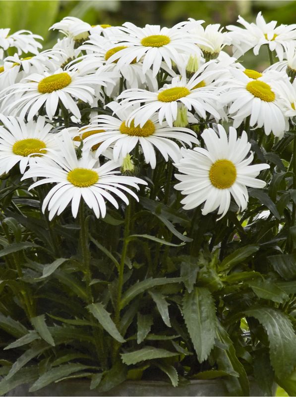 Leucanthemum maximum ‘White Lion F1’