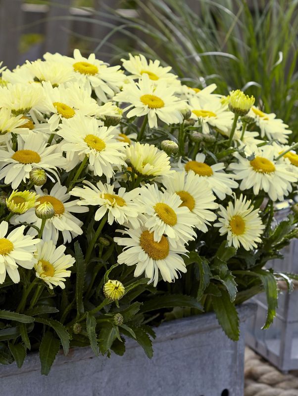 Leucanthemum maximum ‘Ooh La™ Lacreme’