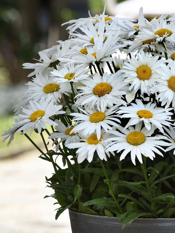 Leucanthemum maximum ‘Madonna F1’