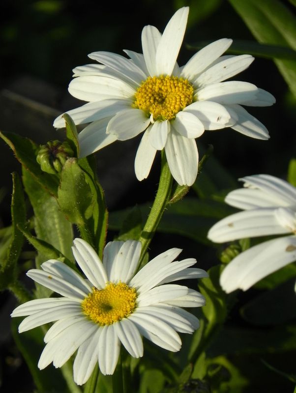 Leucanthemum x superbum ‘Brightside’