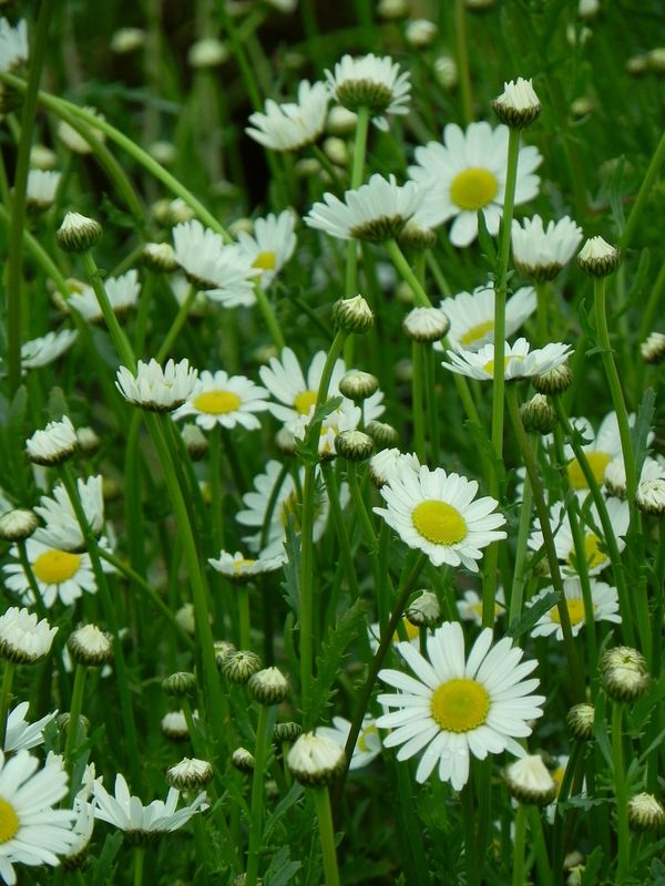 Leucanthemum vulgare