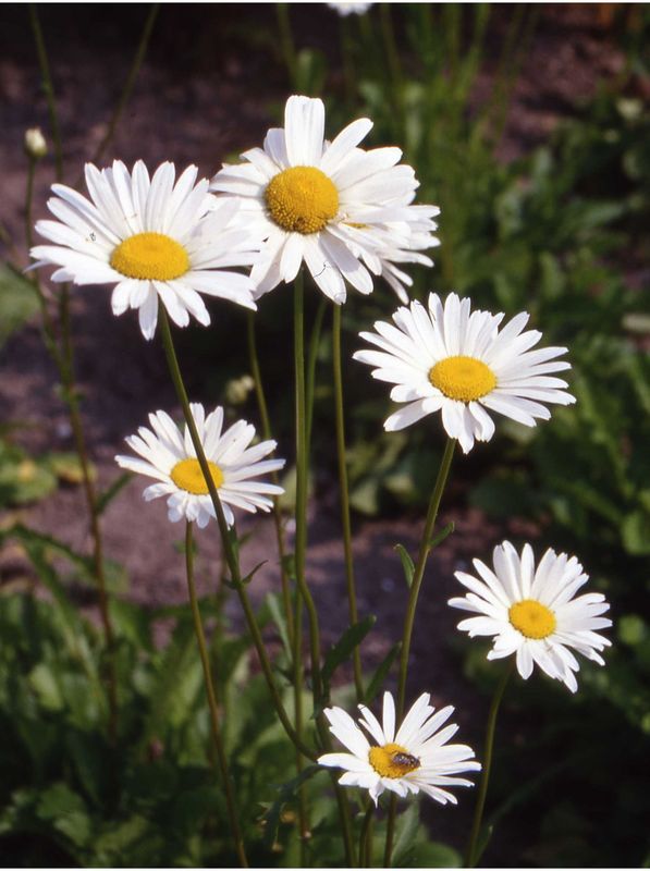 Leucanthemum vulgare ‘May Queen’