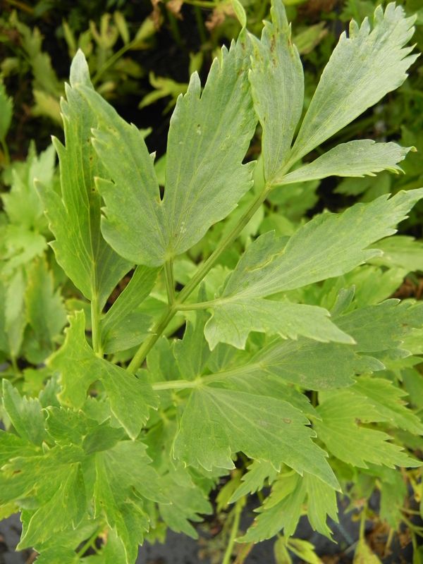 Levisticum officinale