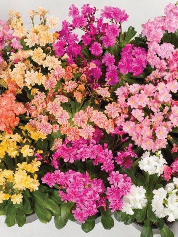 Lewisia cotyledon ‘Elise’
