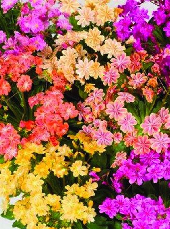 Lewisia cotyledon ‘Elise Mix’