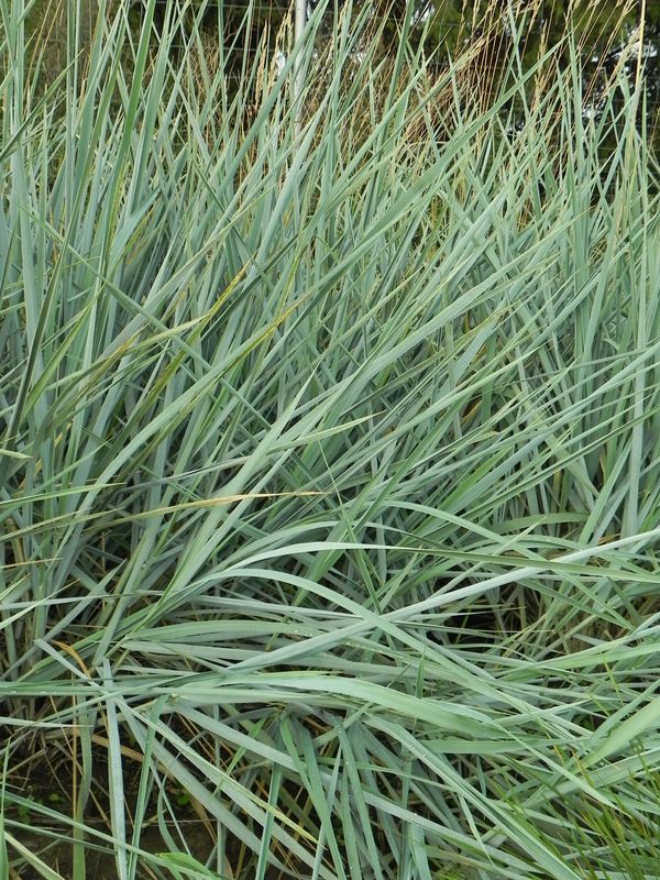 Leymus arenarius ‘Blue Dune’