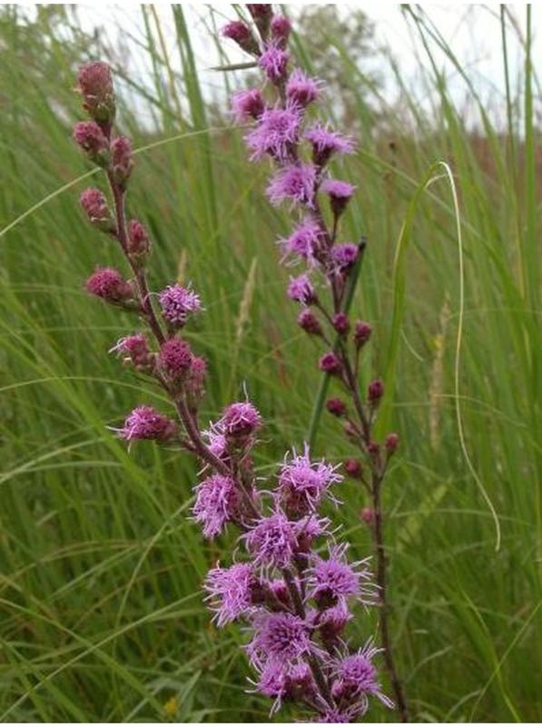 Liatris aspera
