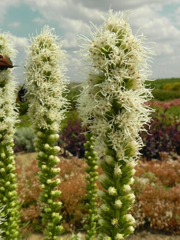 Liatris spicata ‘Floristan White’