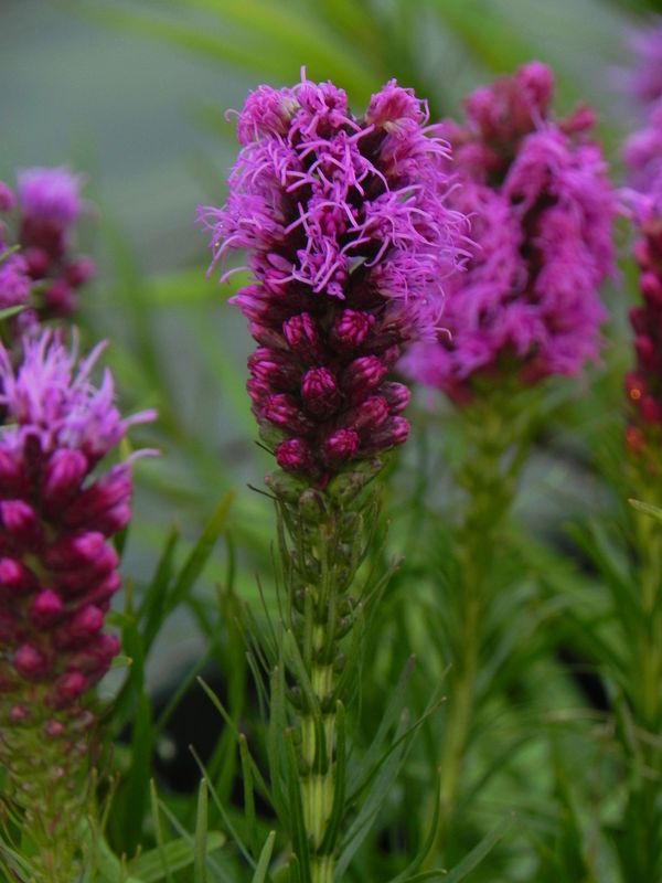 Liatris spicata ‘Kobold Strain’