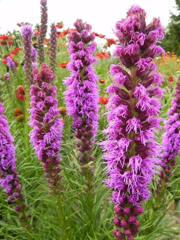 Liatris spicata ‘Floristan® Violet’