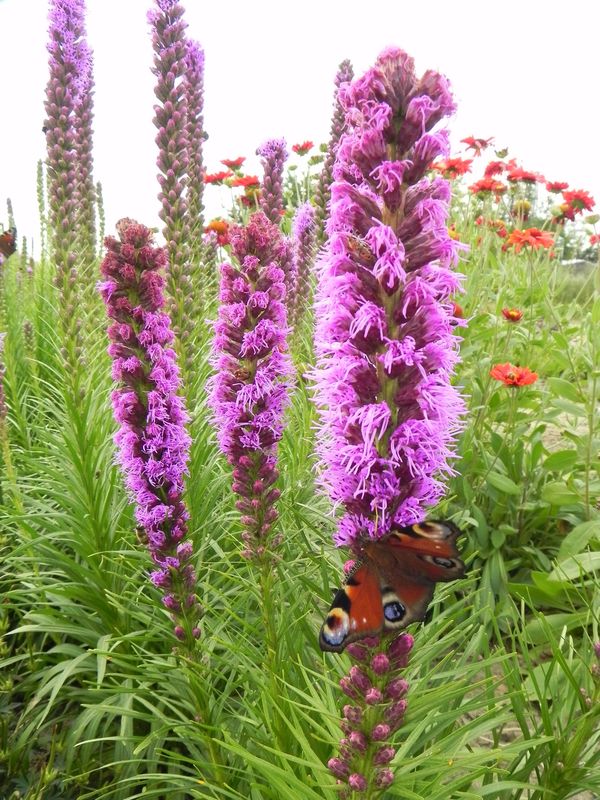 Liatris spicata ‘Floristan® Violet’