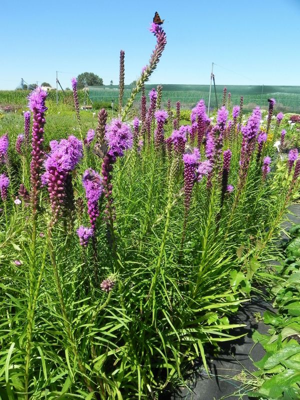 Liatris spicata ‘Floristan® Violet’