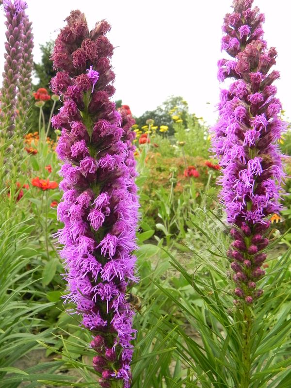 Liatris spicata ‘Floristan® Violet’