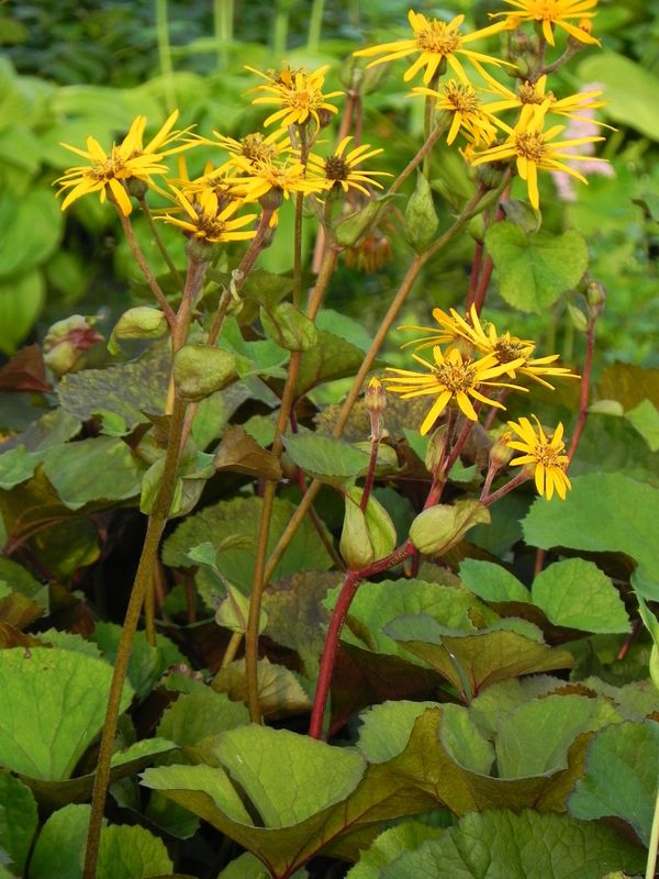 Ligularia dentata ‘Dark Beauty’