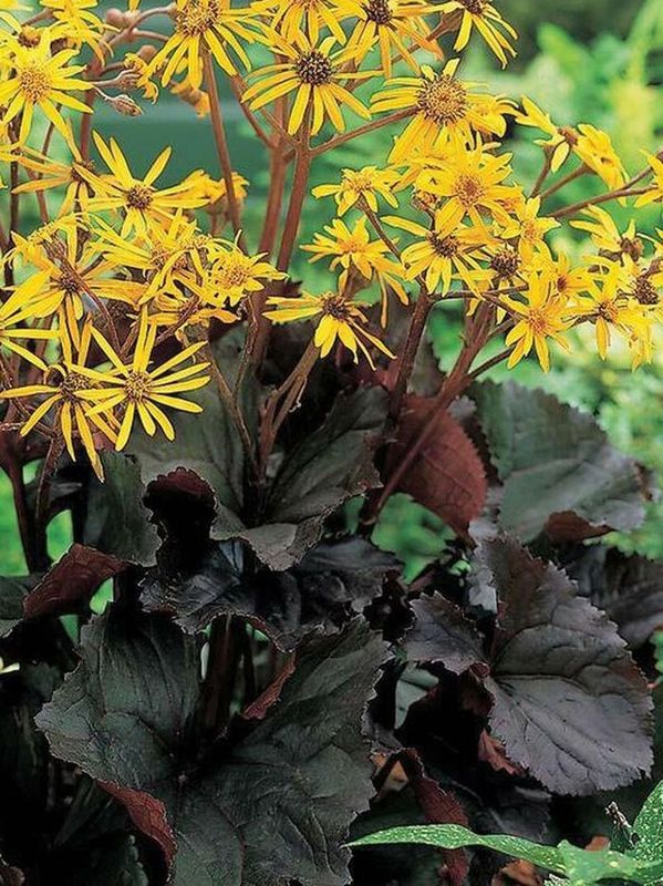 Ligularia dentata ‘Midnight Lady’