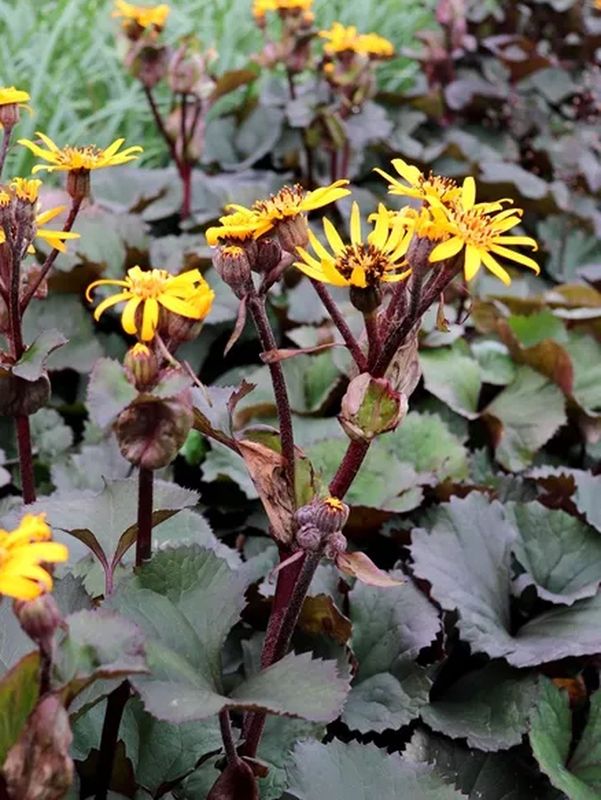 Ligularia dentata ‘Othello’