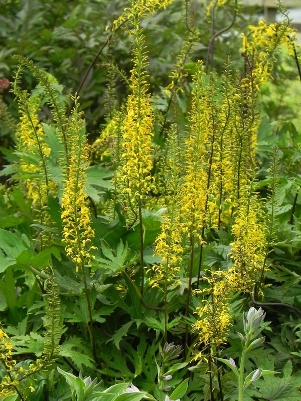 Ligularia przewalskii
