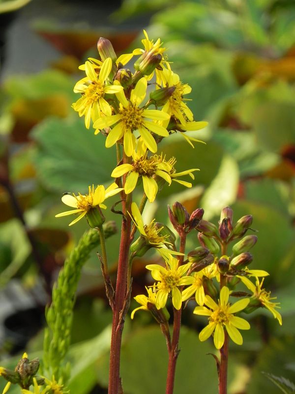 Ligularia sibirica