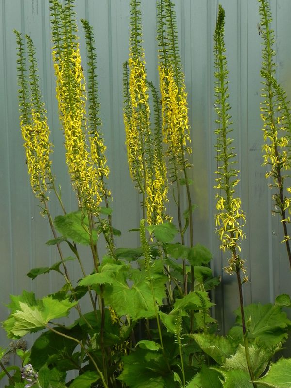 Ligularia stenocephala