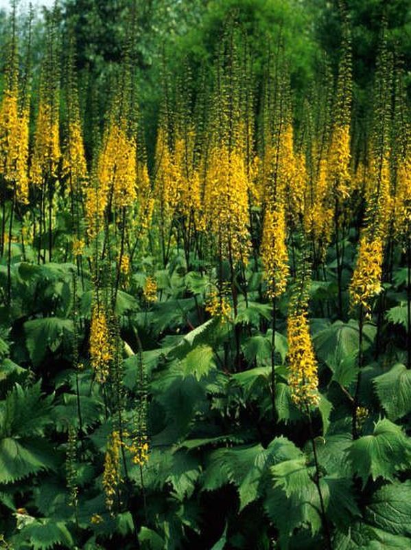 Ligularia stenocephala ‘The Rocket’