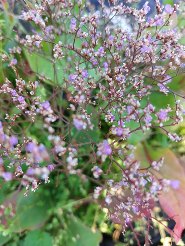 Limonium latifolium