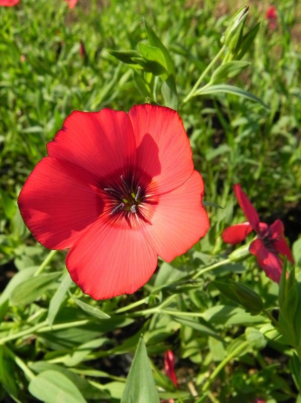 Linum grandiflorum ‘Rubrum’