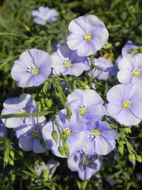 Linum perenne