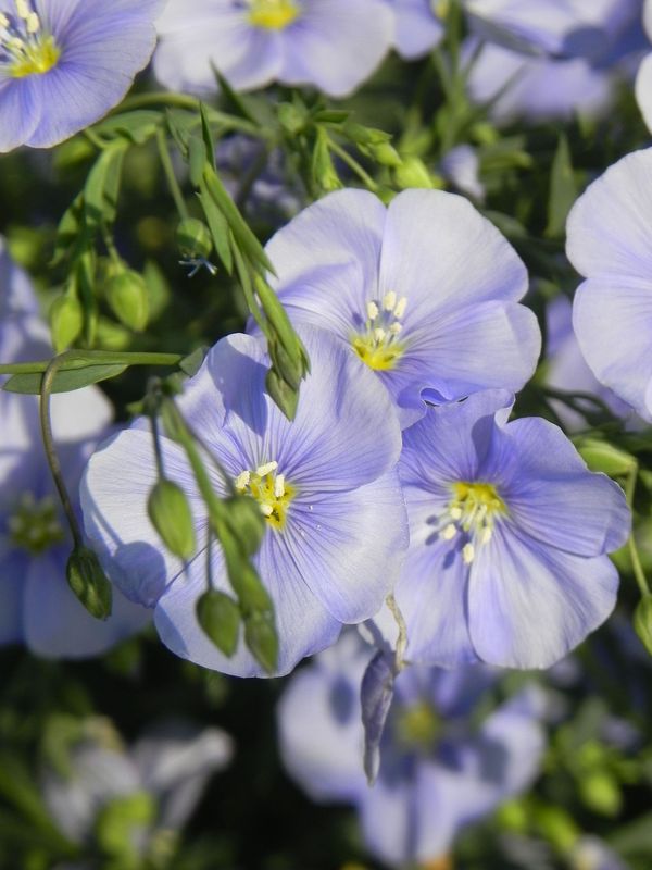 Linum perenne ‘Nanum Blue Sapphire’
