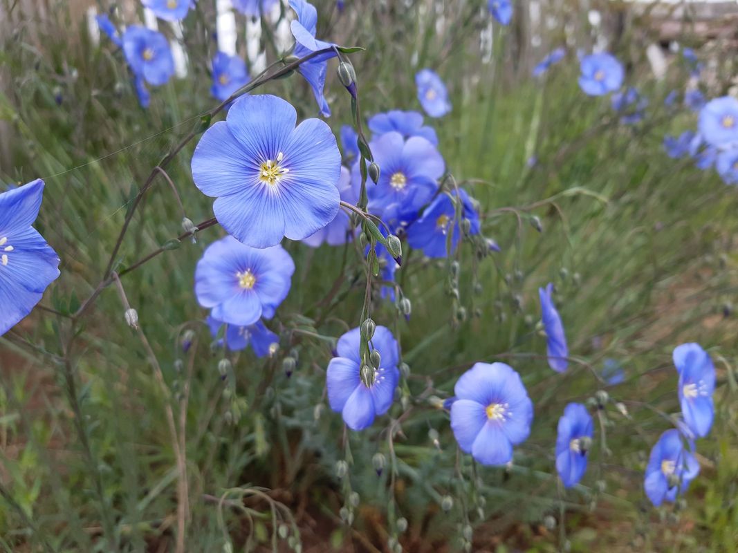 Linum perenne ‘Nanum Blue Sapphire’