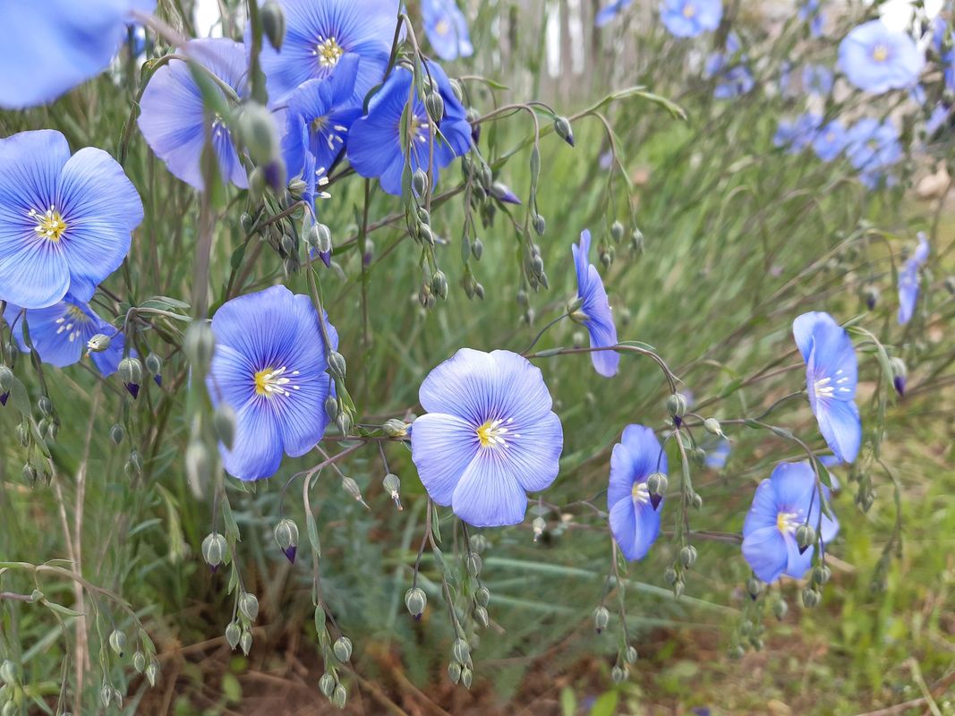 Linum perenne ‘Nanum Blue Sapphire’