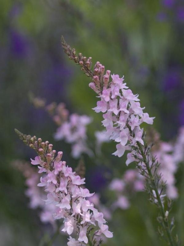 Linaria purpurea ‘Canon Went’