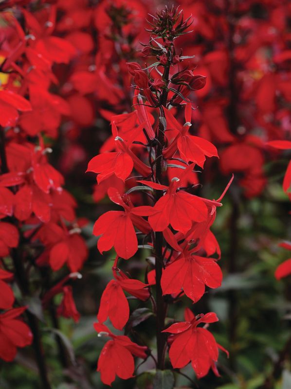 Lobelia speciosa ‘Starship™ F1 Scarlet Bronze Leaved’