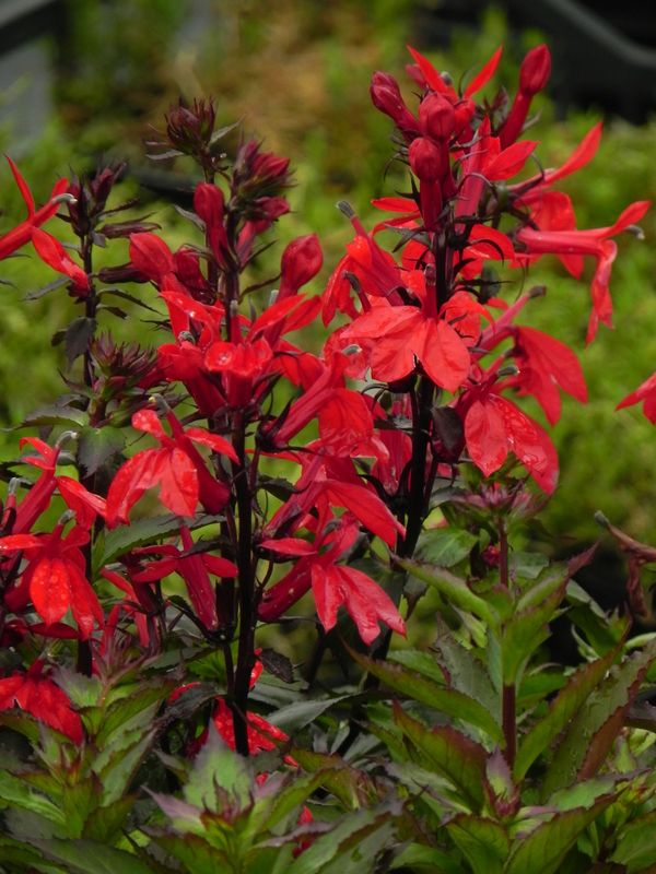 Lobelia speciosa ‘Starship™ F1 Scarlet’
